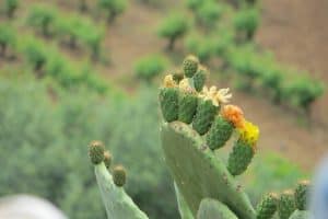 Prickly Fruit Plant Cactus Green 